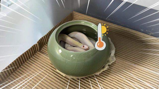 俺不中了！这些蛇蛇冬天居然过的比人还舒服