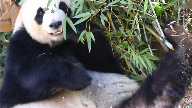 我们星语才不是小短腿呢