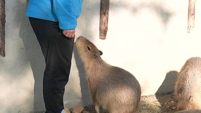 豚豚：轻轻松松两脚站立