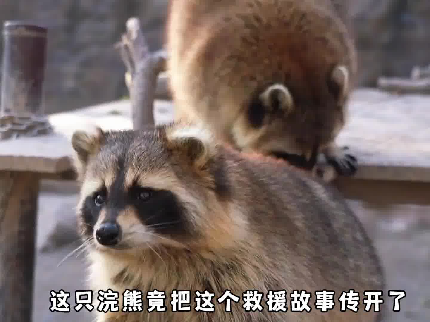 小浣熊明明可以直接讨吃的，却偏偏非要走个落难流程