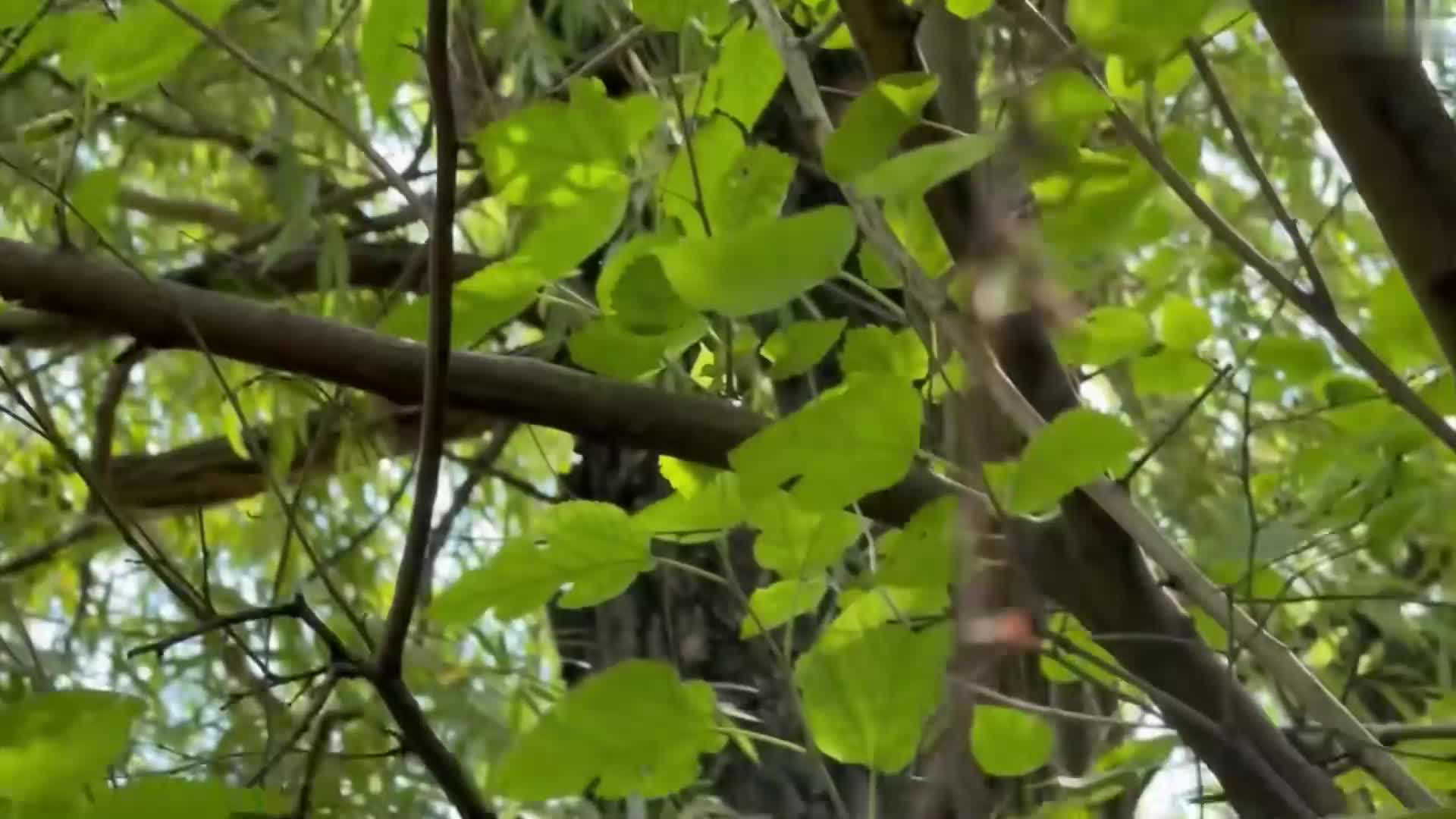 欧德把被人遗弃的地洞改造成适宜居住的庇护所 (2)