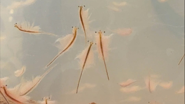 丰年虾真是一个奇特的物种…