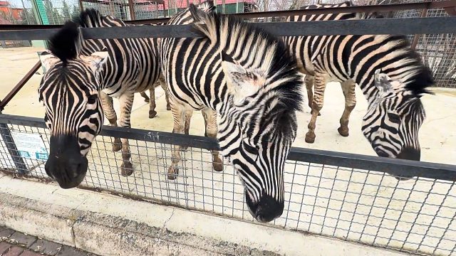 野性十足的斑马可以有多乖？