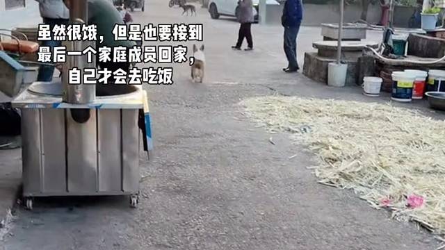 萌宠出道计划