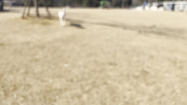 I LIKE TO PLAY ALL DAY.
#小狗安娜#拉布拉多#小狗日常