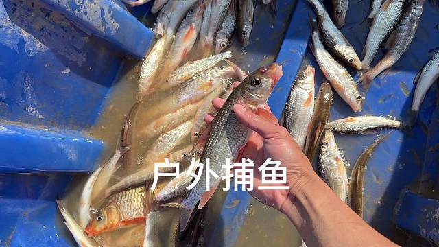 最近小白条鱼还不错。