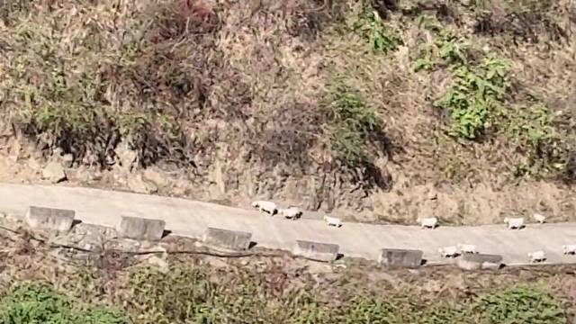 站在石顶看到山羊