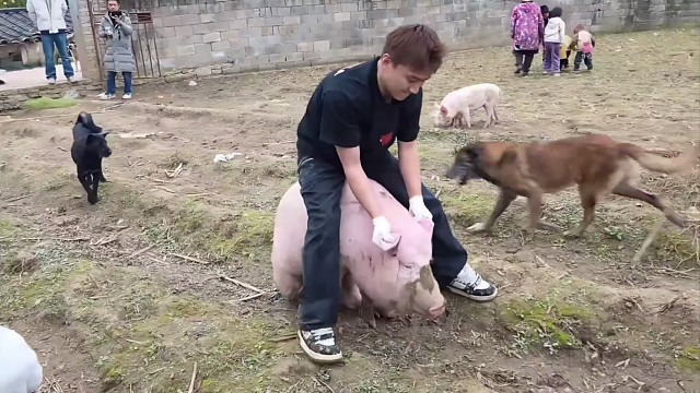 【小酷】沈不凡骑猪，给猪猪都整红温了！