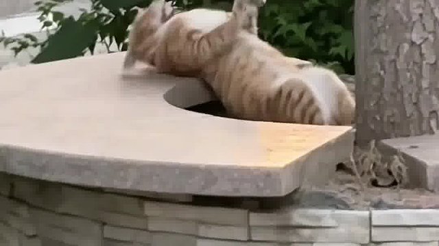 爱美刻在万物基因里 爱美的猫咪