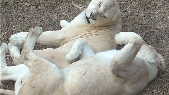 闺闺生气了怎么哄，在线等，急急急