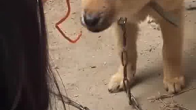 吃辣条的时候小狗一直盯着看直接把辣条分享给小狗了看样子狗子吃的很开心呀 ！