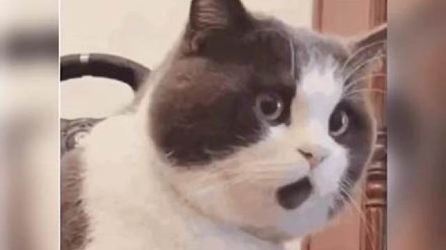 鹅鸭杀开服首日新增500万玩家，太震撼了