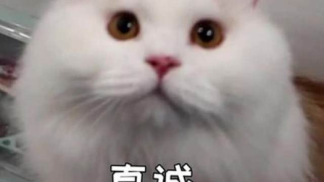 果然真诚才是必杀技！