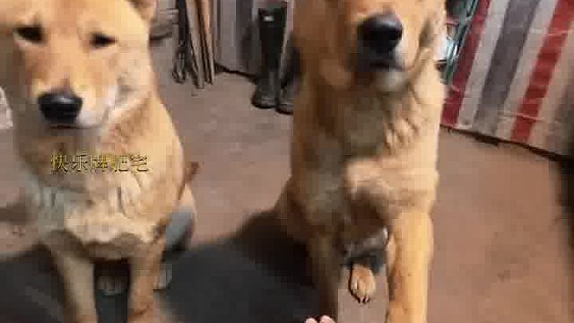 小鬼你是几个意思呀？