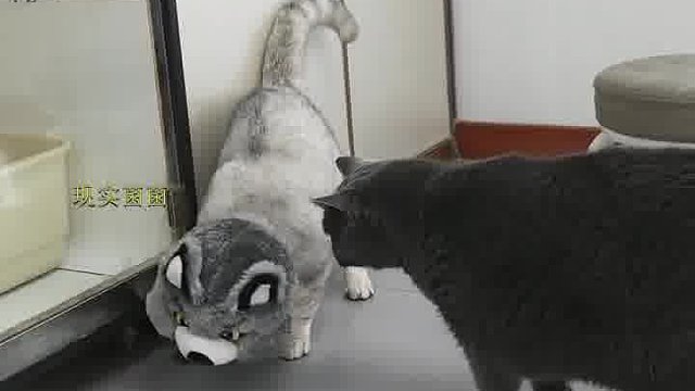 小黑确实是没认出来