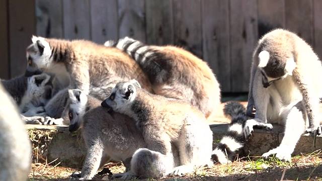 冬天和晒太阳更搭噢