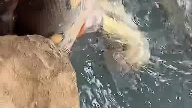 早晚把自己也掉进去