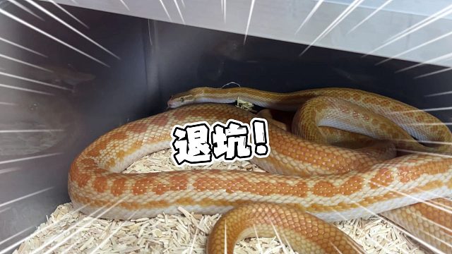 退坑了不玩了，这屋蛇谁爱养谁养。