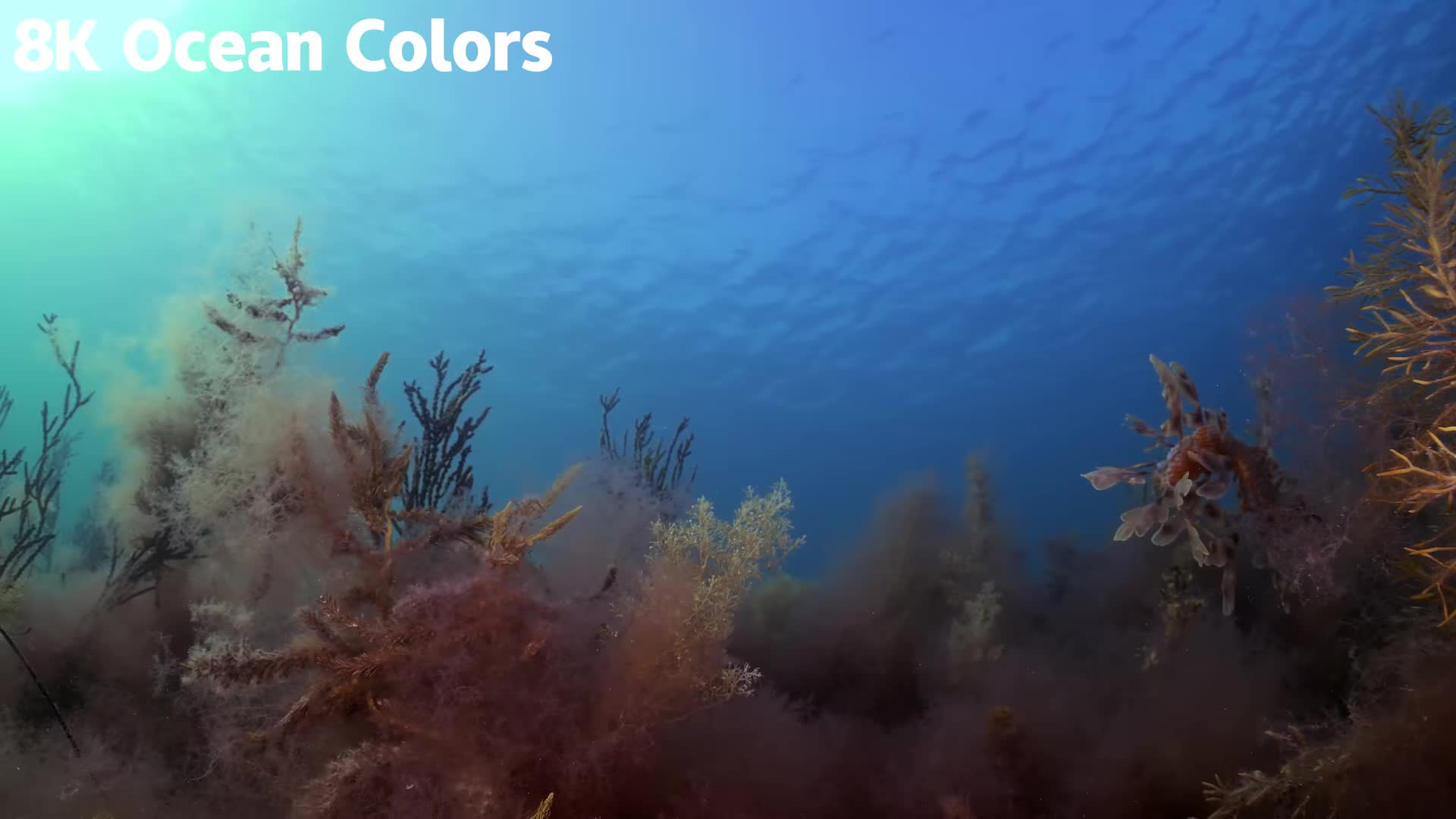 20260112 16K HDR｜深蓝色的发光世界：探索鲨鱼、鳐鱼和活珊瑚王国