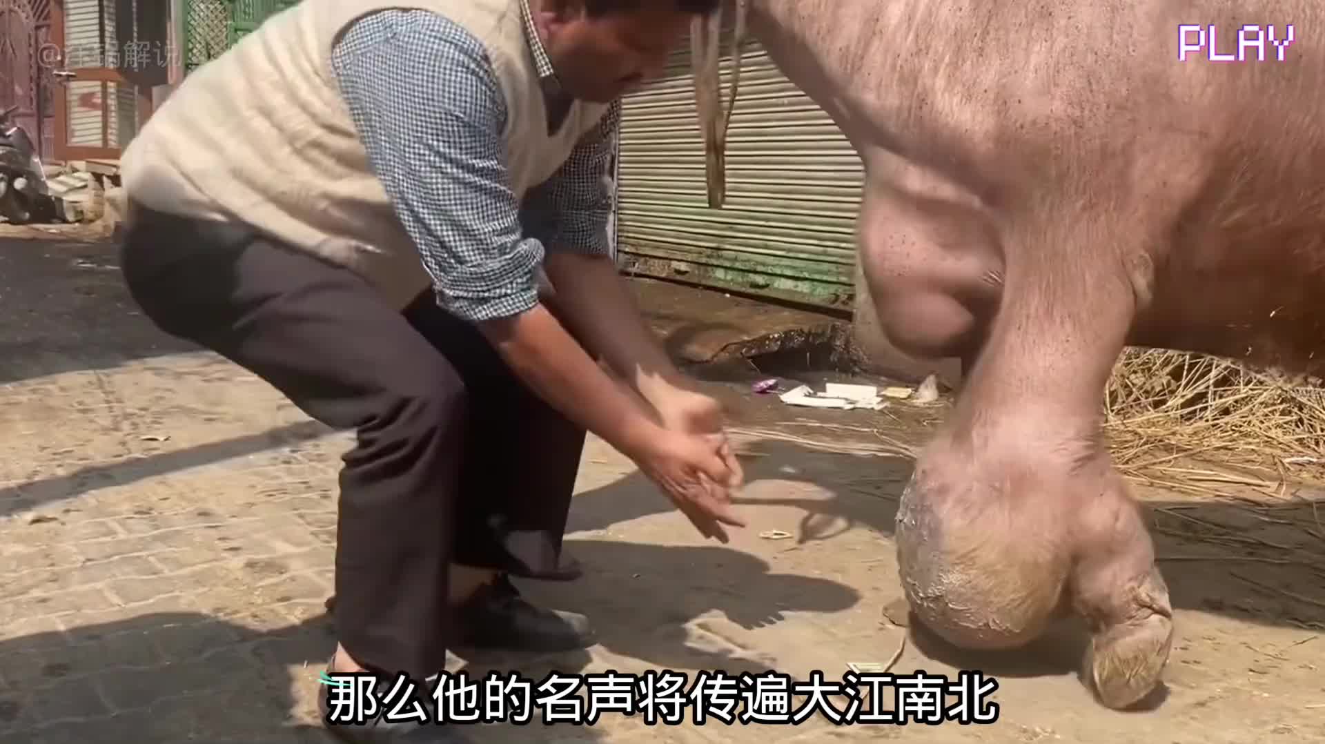 老牛腿上张了个大肉球