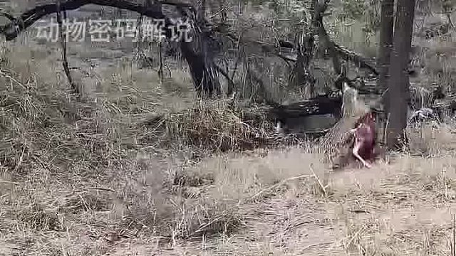 花豹抢鬣狗食物