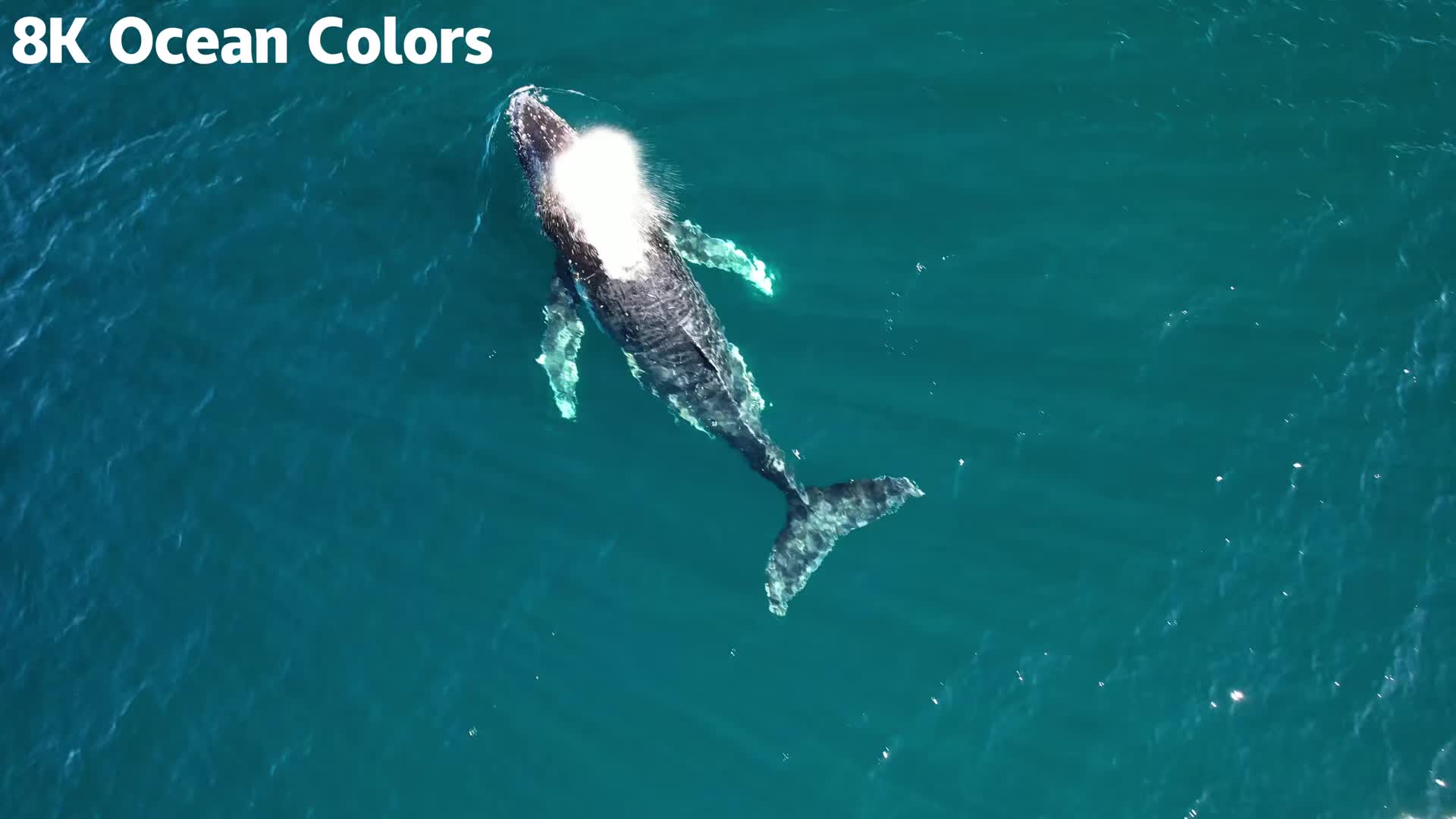 20260112 16K HDR｜深蓝色的发光世界：鲨鱼、鳐鱼和活珊瑚王国