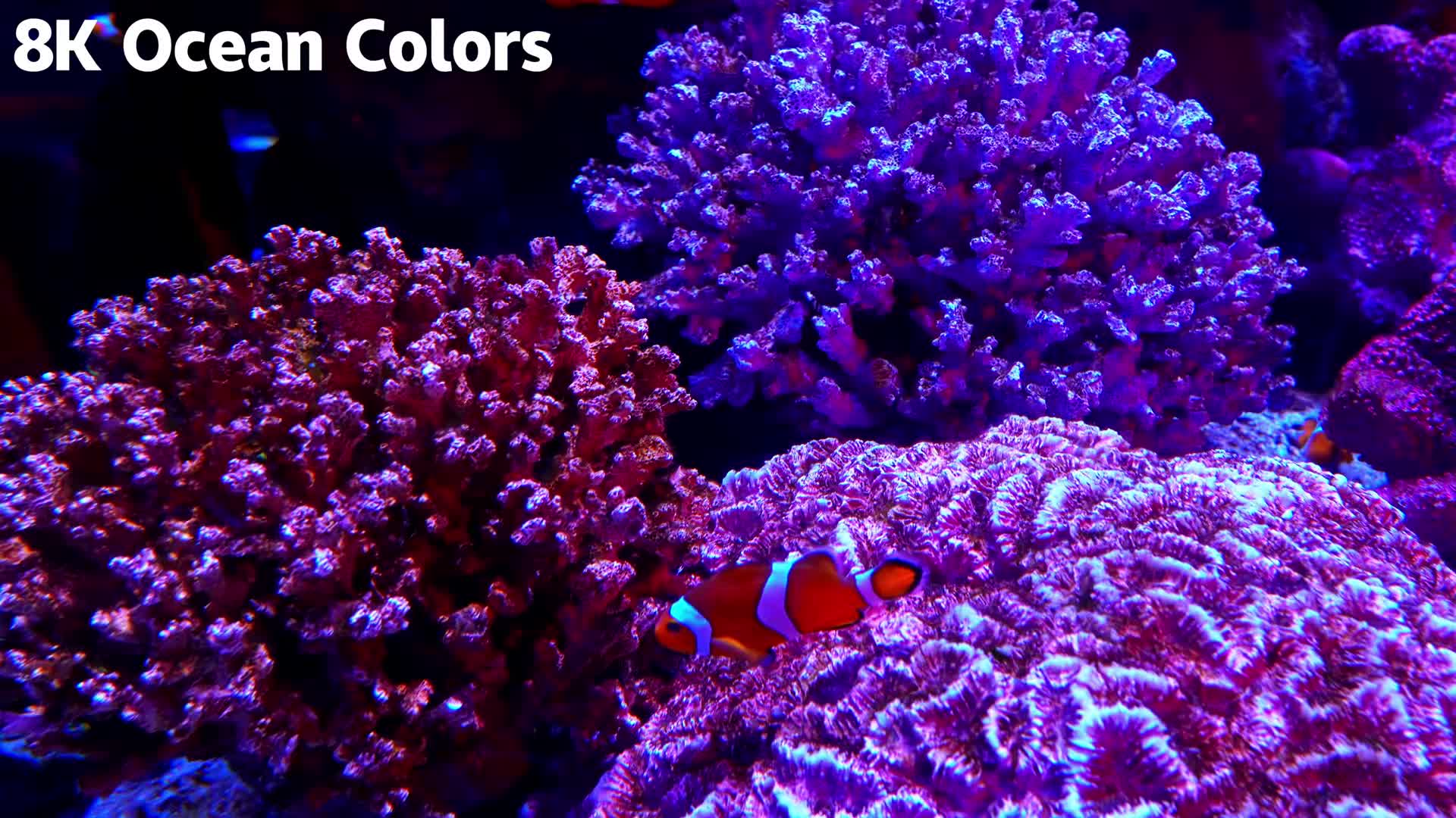 20260112 16K HDR｜璀璨的深蓝色国度：探索鲨鱼、鳐鱼和活珊瑚世界