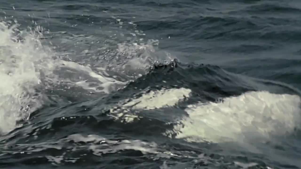 小灰鲸在妈妈的保护下还是被虎鲸杀害，随后开始形成鲸落