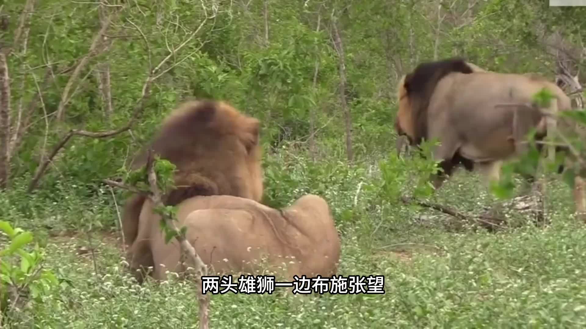 雄狮兄弟踏入狮王领地
