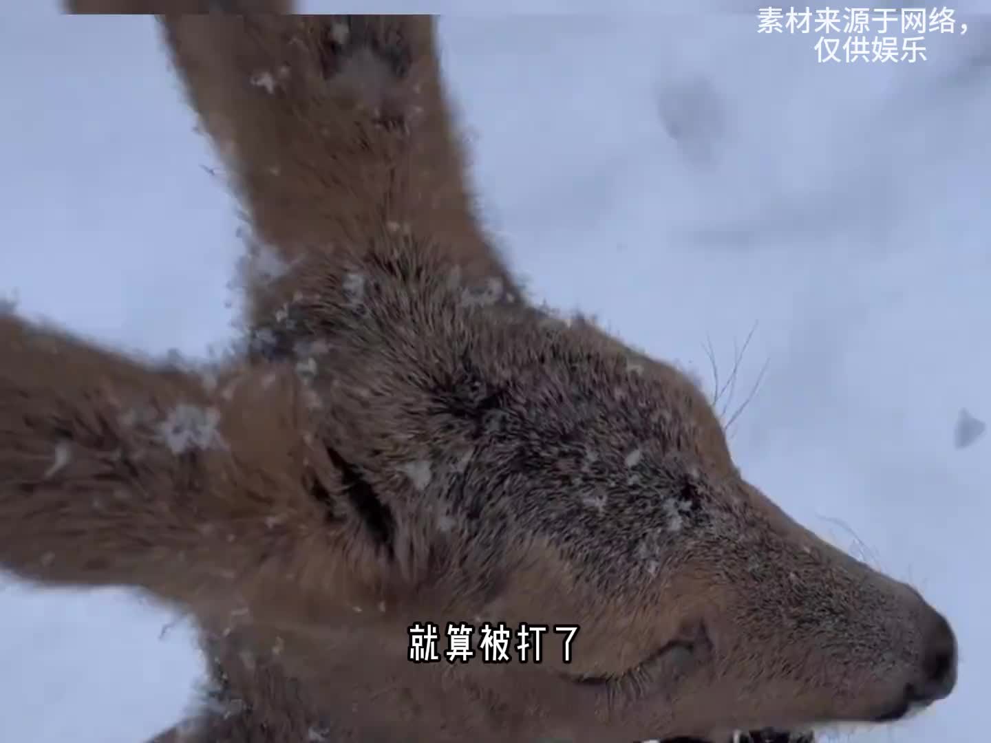这个傻狍子像你的朋友吗