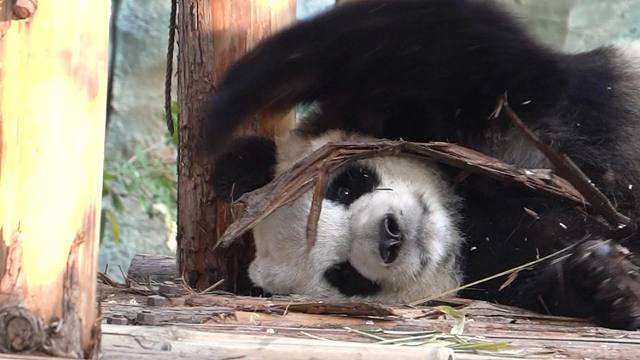 今天是木工是星语