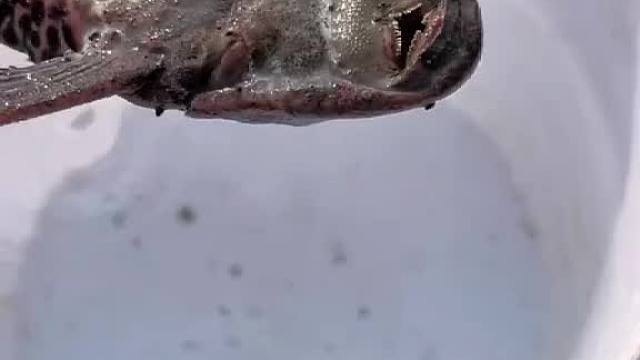 清道夫只有一部分是有可能会复活的，还想看什么评论出来噢！ 回复