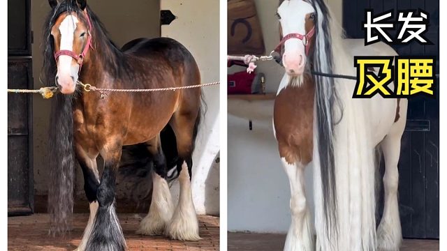 那些神奇的动物视频！