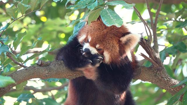 这小东西，咋这么可爱啦