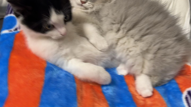 我再说一次！不要在睡觉的时候烦我！！(งᵒ̌皿ᵒ̌)ง³₃主人除外