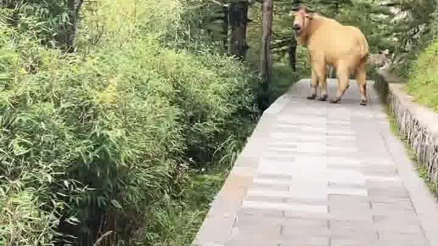 看着有点像头鹿