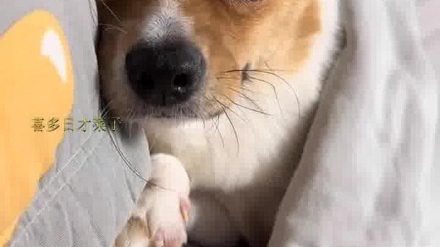 有了小狗以后，时常内疚