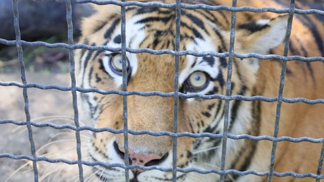 小老虎埋伏失败，假装自己很忙！