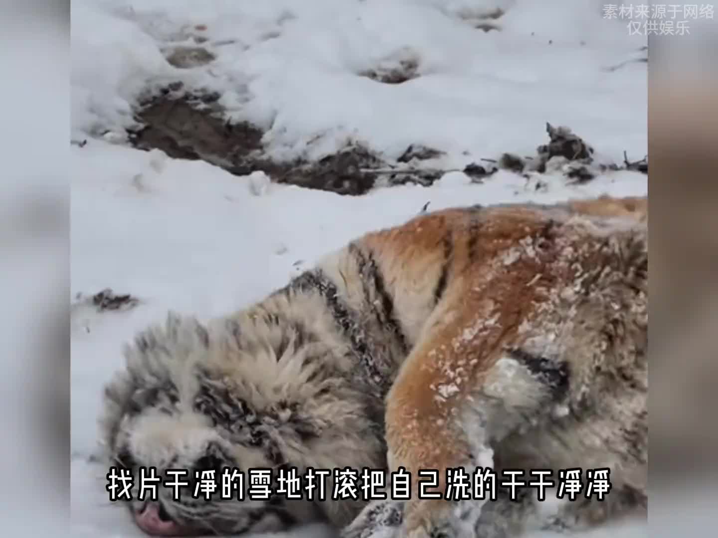 东北虎中的另类，老虎中的奇葩