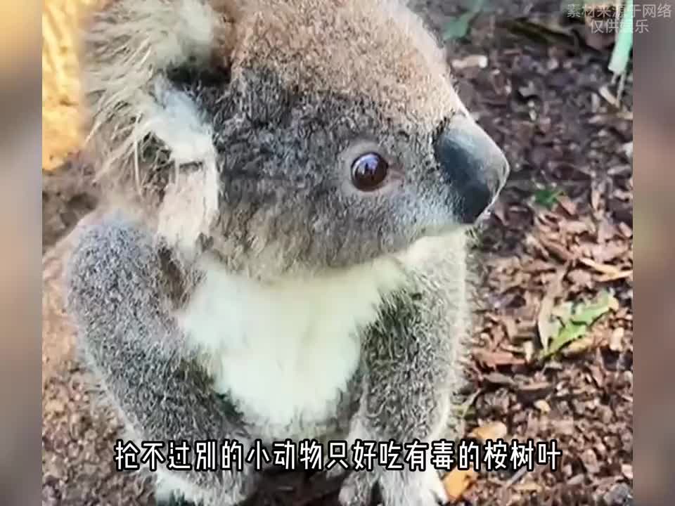 原来考拉喜欢睡觉是中毒了