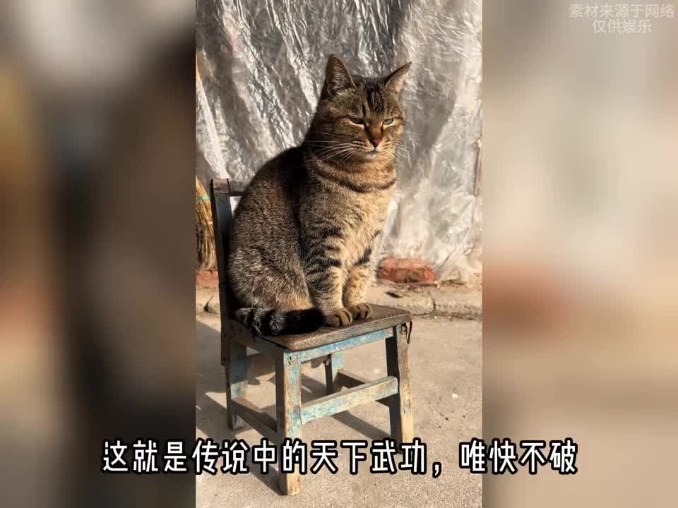狸花猫的战斗力究竟有多强