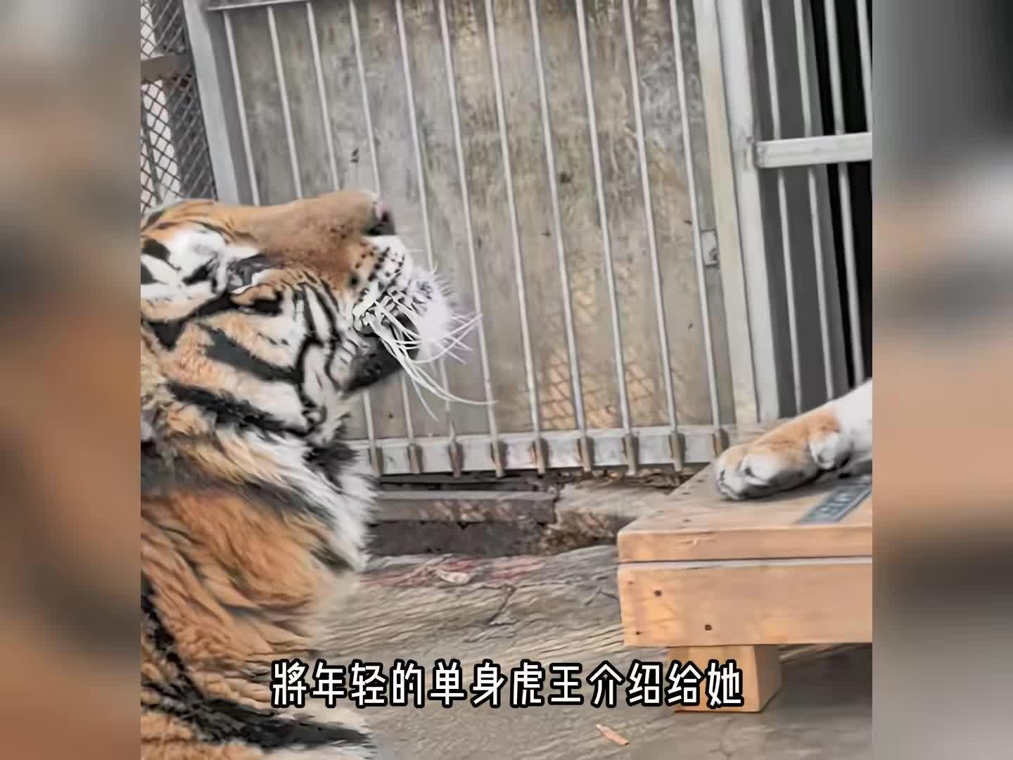 美女虎和虎王的相亲过程