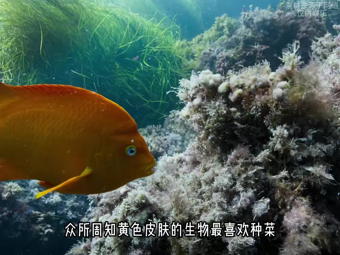 雀鲷引路抓海胆