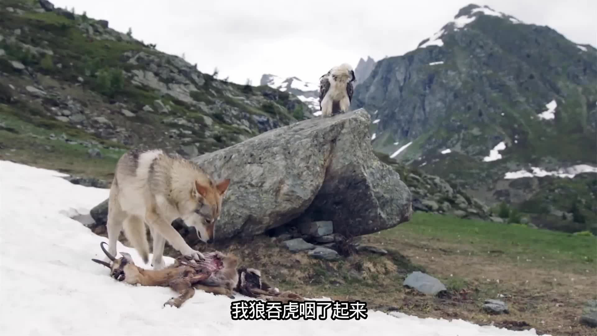 为了延续死去狼王的血脉，索菲娅两周穿越了1300公里