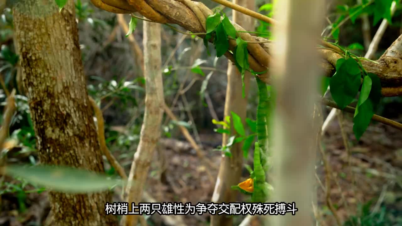 以死亡孕育新生的变色龙