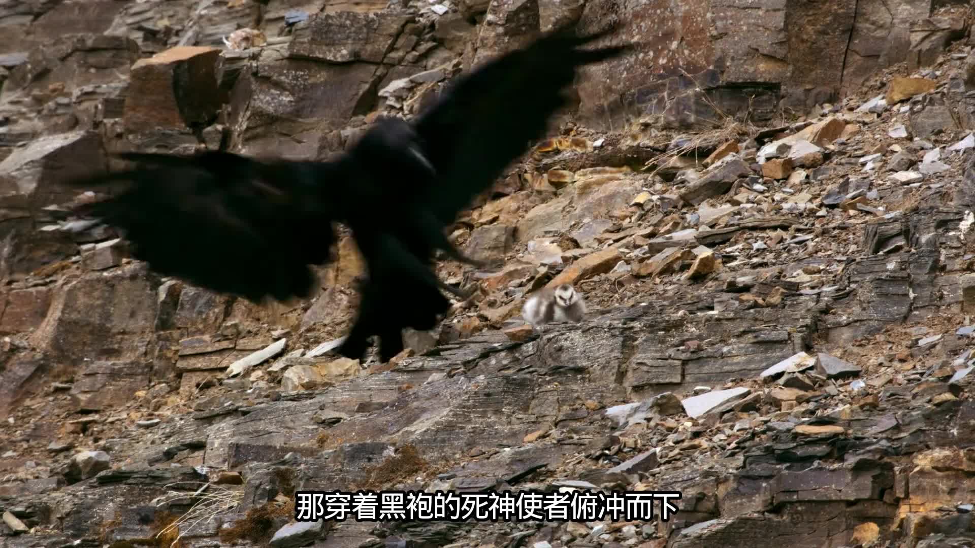羽翼未丰的白颊黑雁幼鸟，向死而生的跳崖