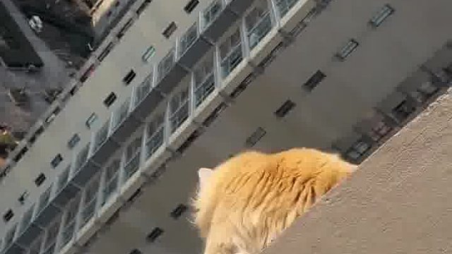 百米高层中的猫谁来救救它