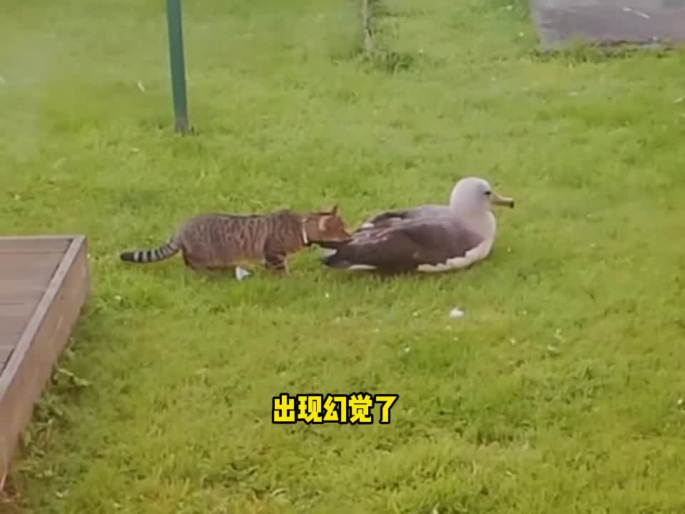 这鸟也是我能染指的？