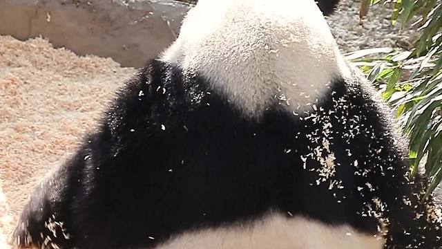 糯叽叽的熊打滚