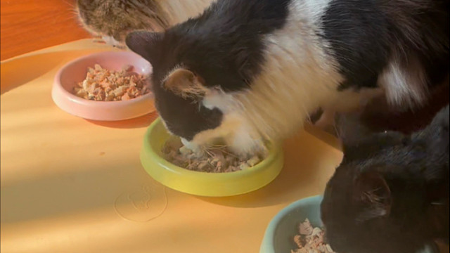 聪明小猫认真干饭！